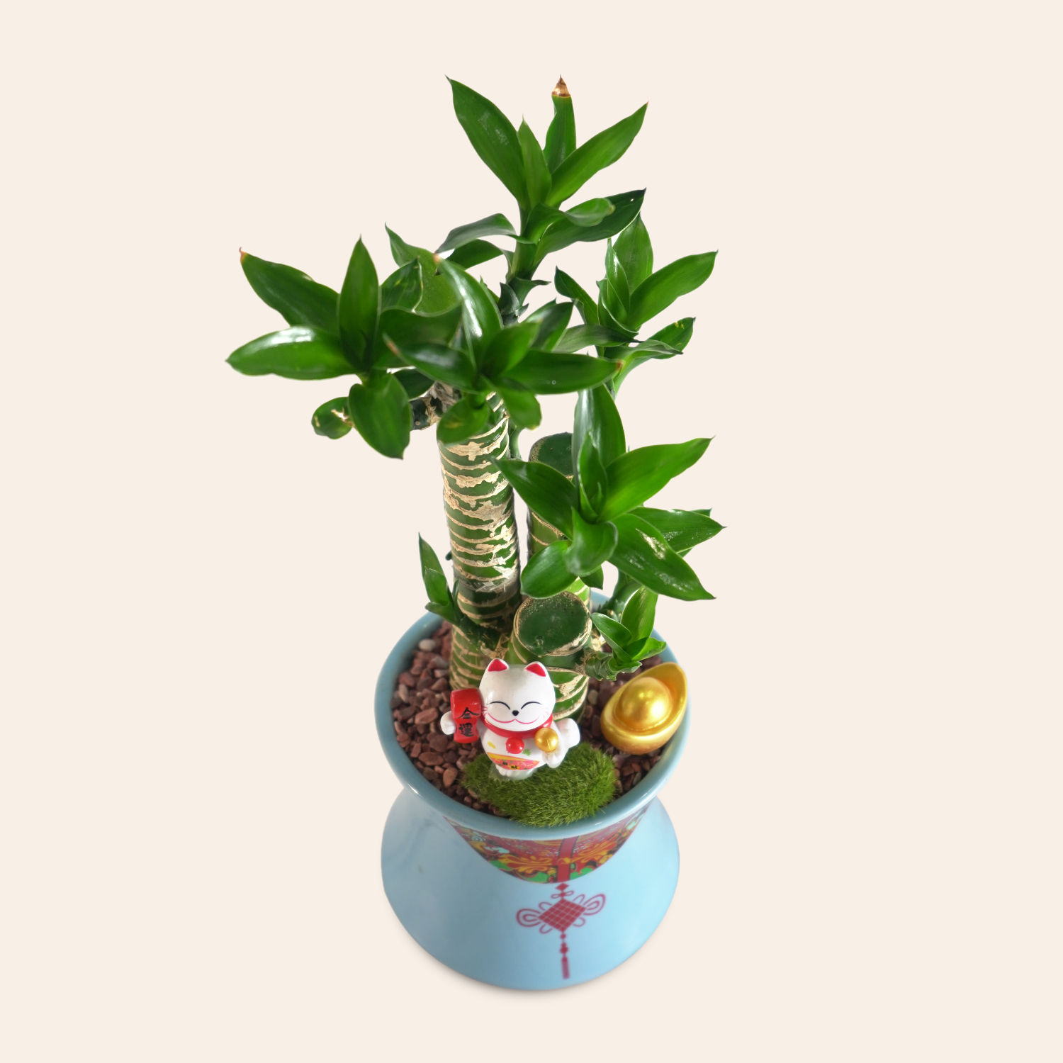 Lotus Lucky Bamboo Delivery in Singapore FNP SG