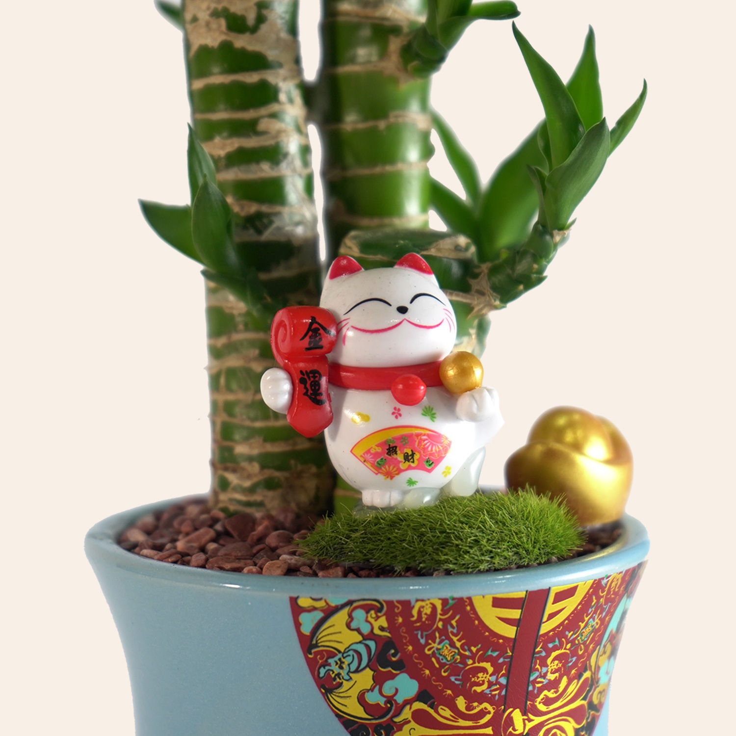 Lotus Lucky Bamboo Delivery in Singapore FNP SG