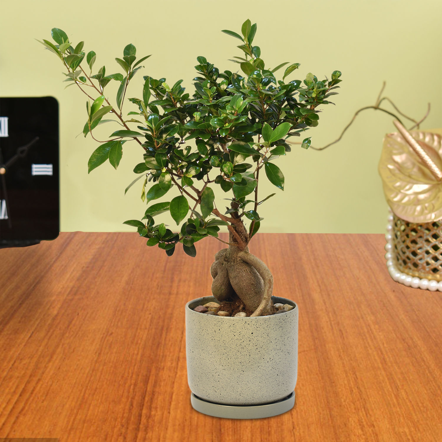 Gracious Ficus Bonsai Delivery in Singapore FNP SG