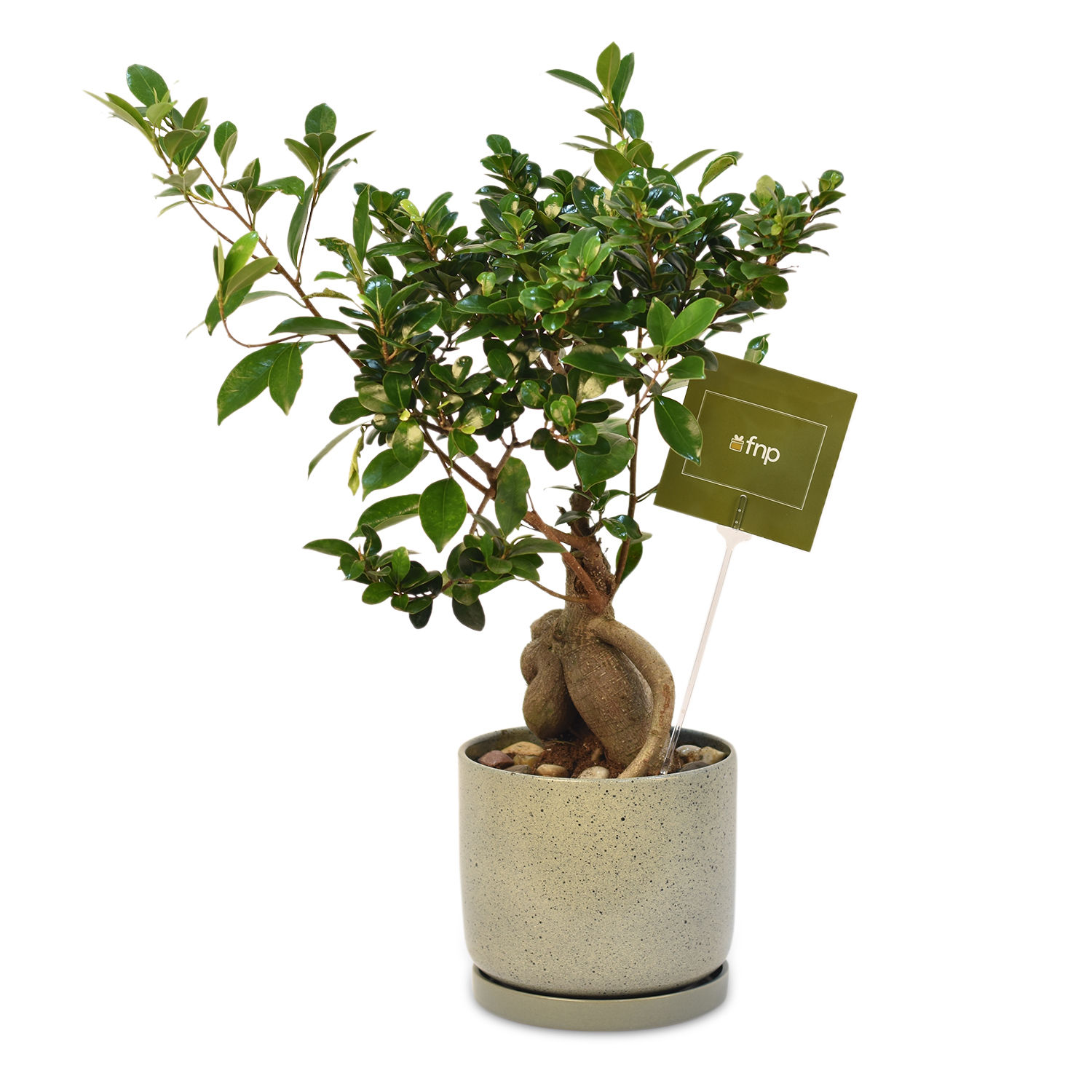 Gracious Ficus Bonsai Delivery in Singapore FNP SG