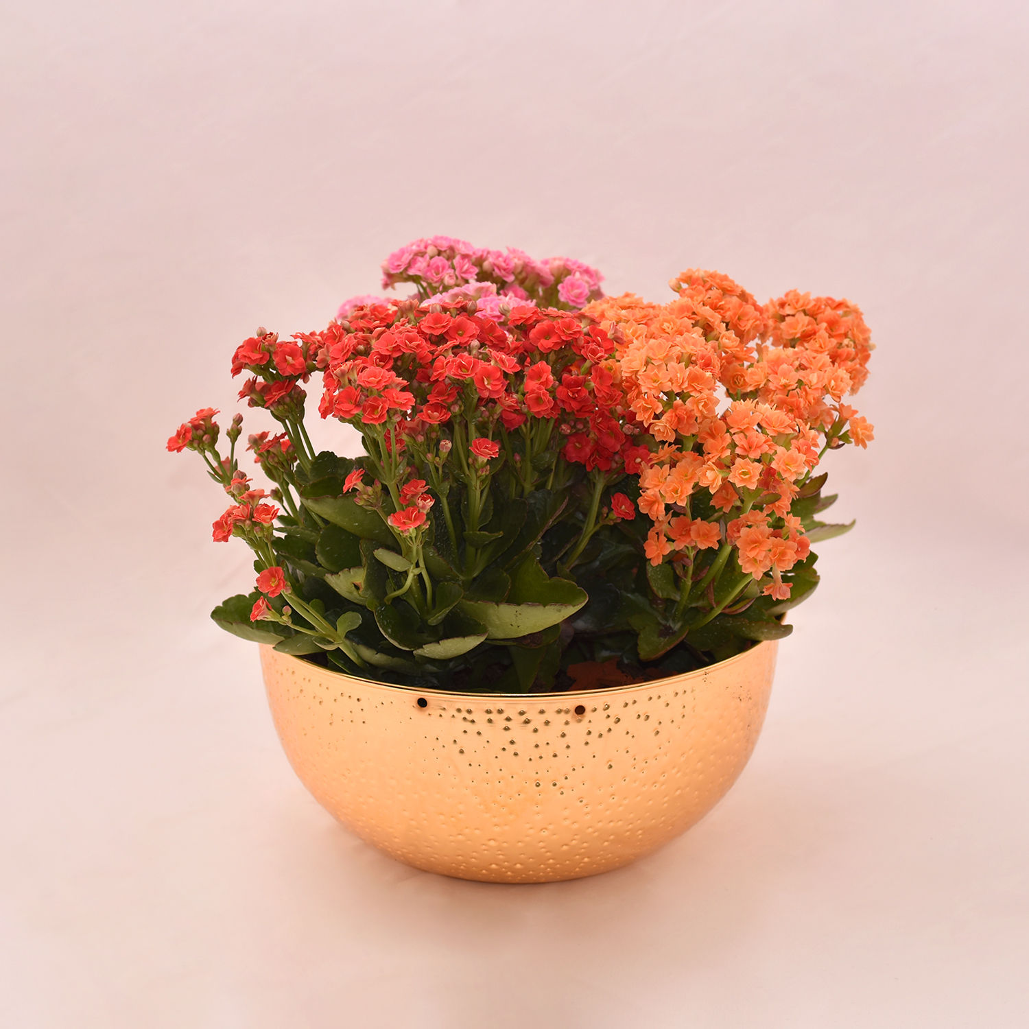 Mixed Kalanchoe Plant's in Golden Pot Delivery in Singapore FNP SG