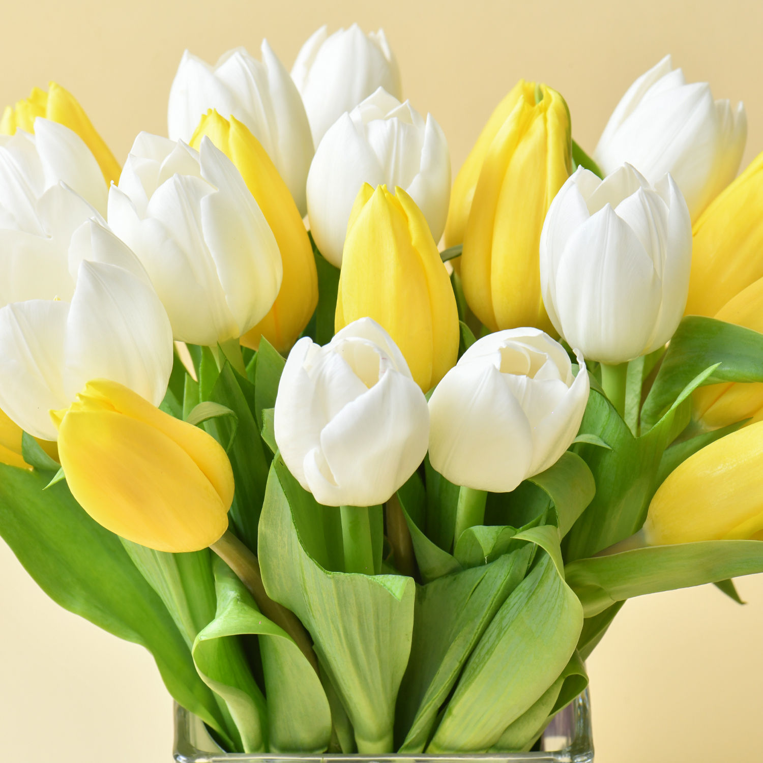20 Tulips In Vase Delivery in Singapore FNP SG