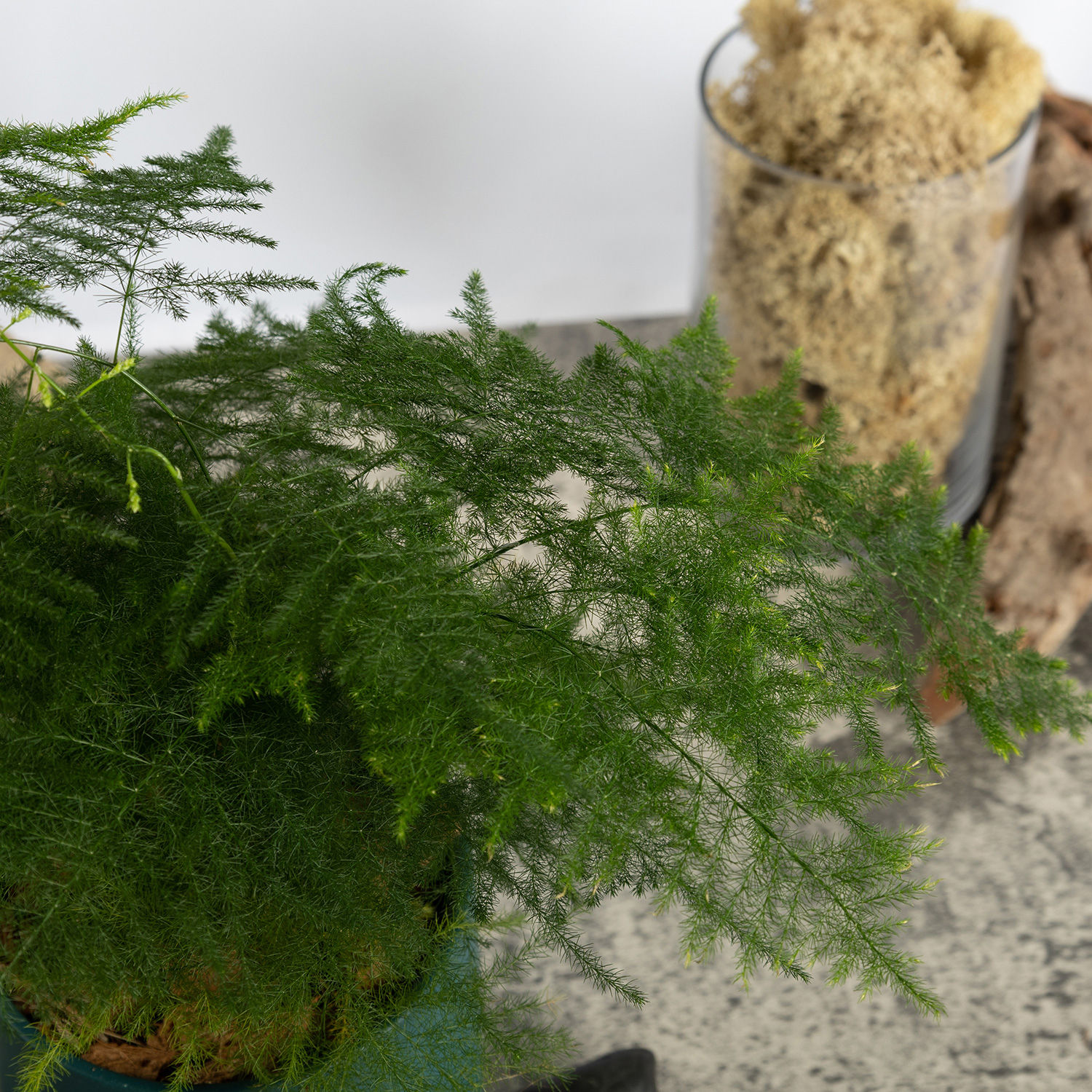 Asparagus Fern Beauty in a Pot Delivery in Singapore FNP SG
