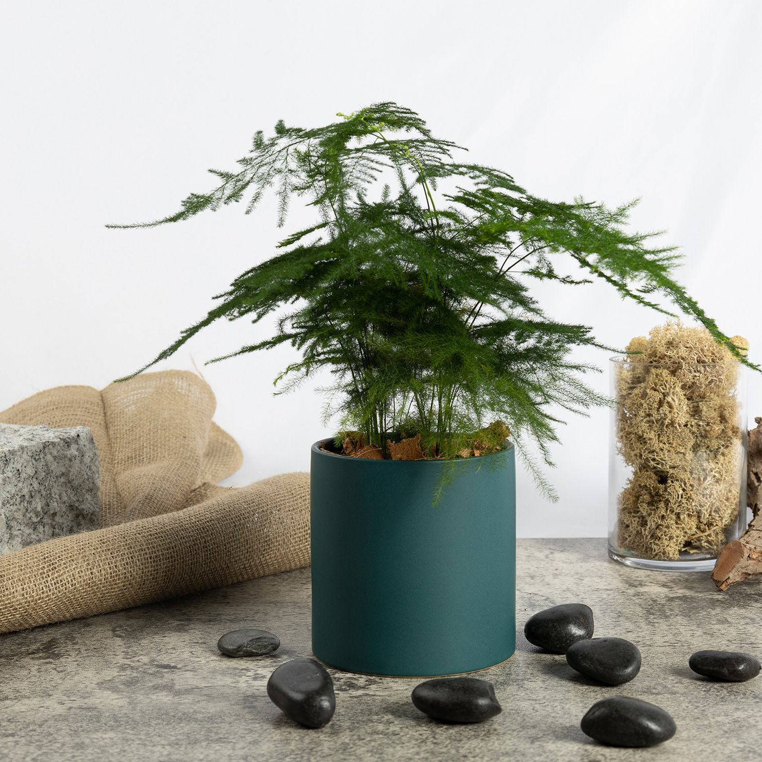 Asparagus Fern Beauty in a Pot Delivery in Singapore FNP SG