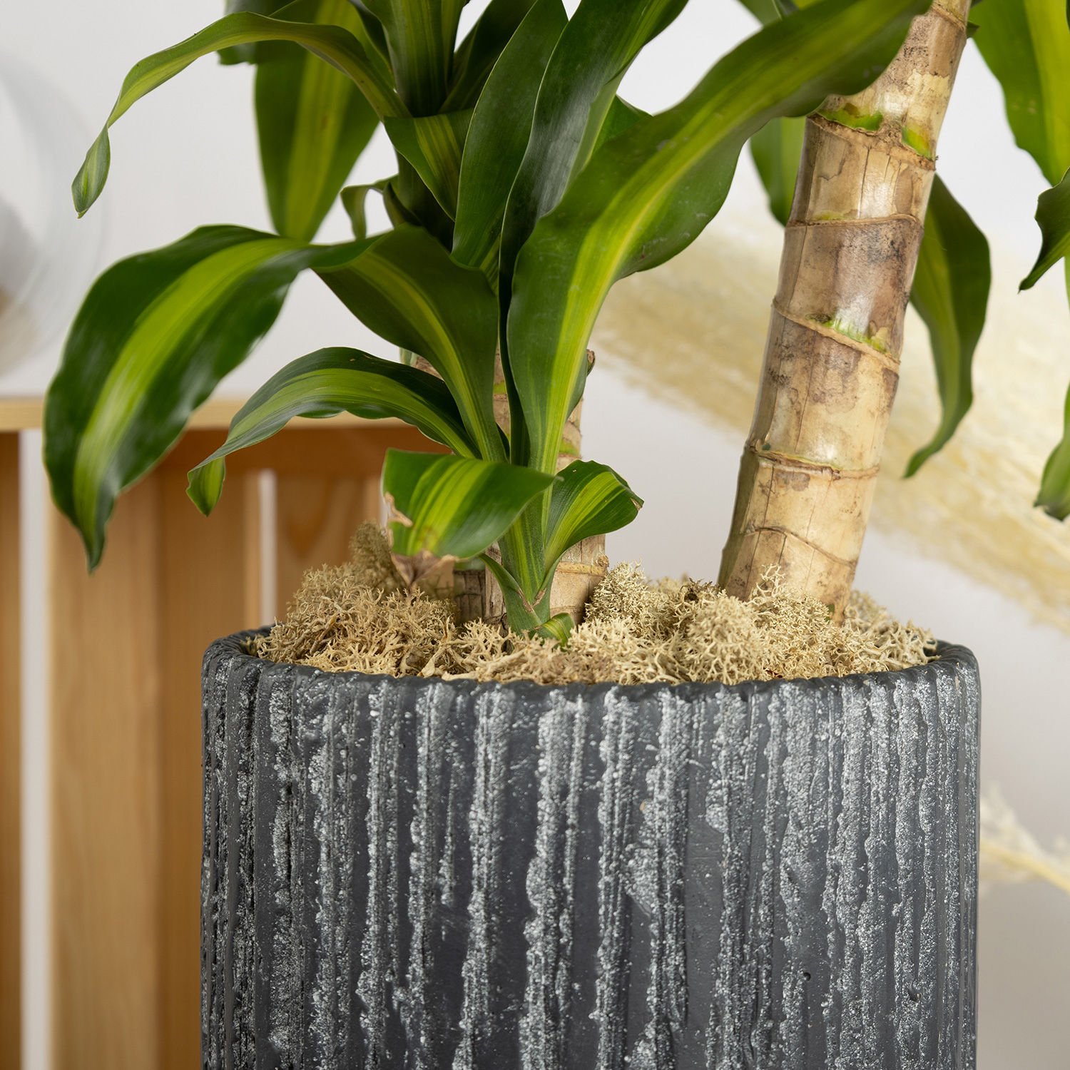 10+ Dracaena Massangeana Care DRACAENA MASSANGEANA Small Delivery in Singapore - FNP SG