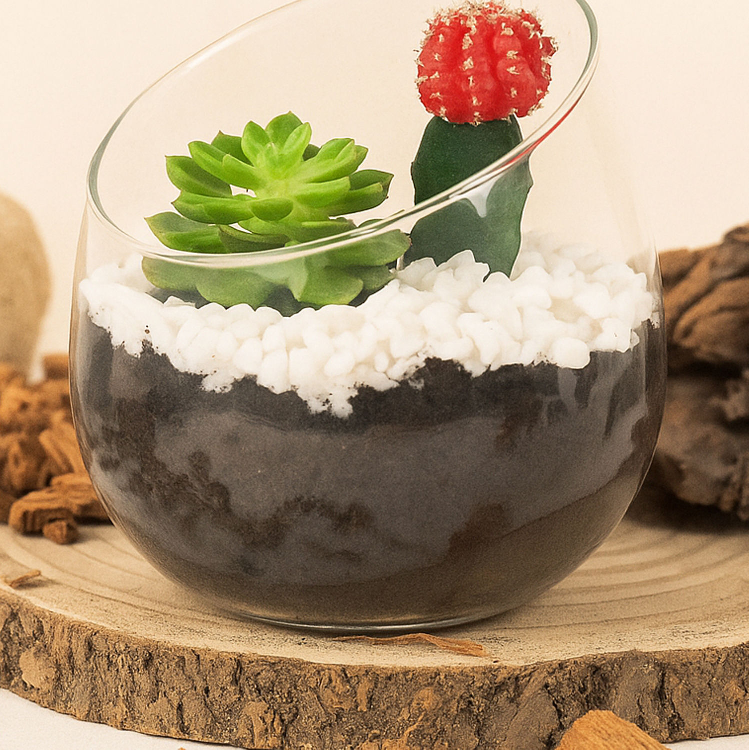 Low Maintenance Plant Duo Delivery in Singapore FNP SG