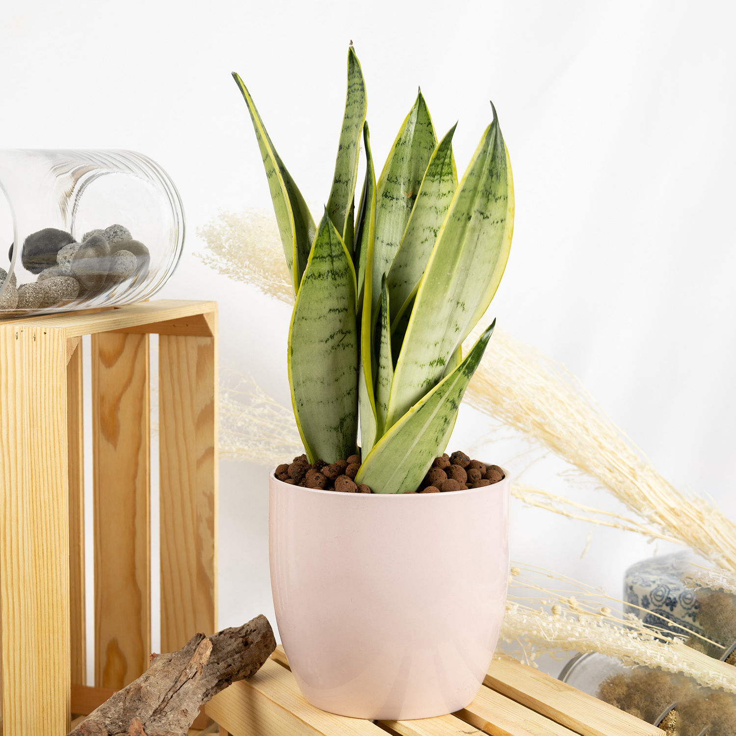 Moonshine Snake Plant Delivery in Singapore FNP SG