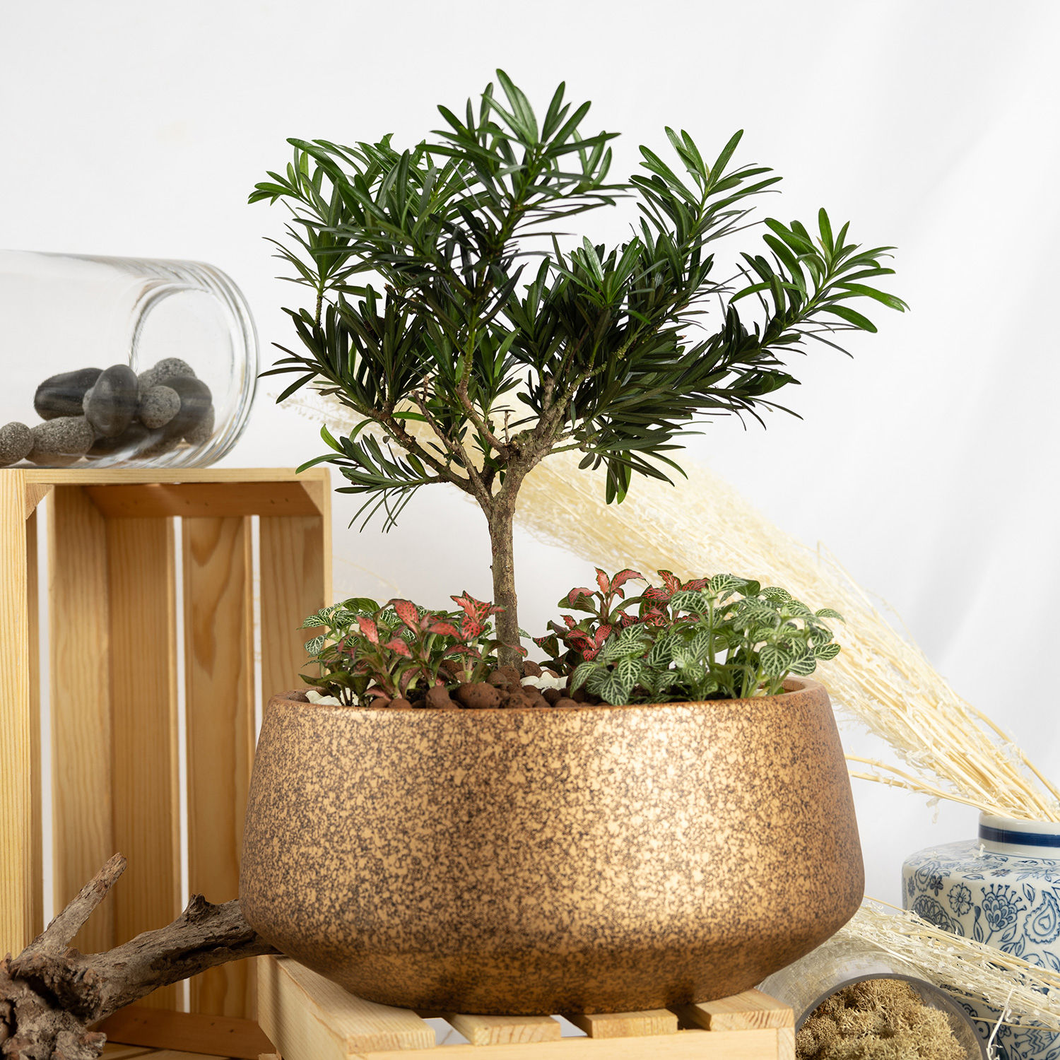 Pine Bonsai Dish Garden Delivery in Singapore FNP SG