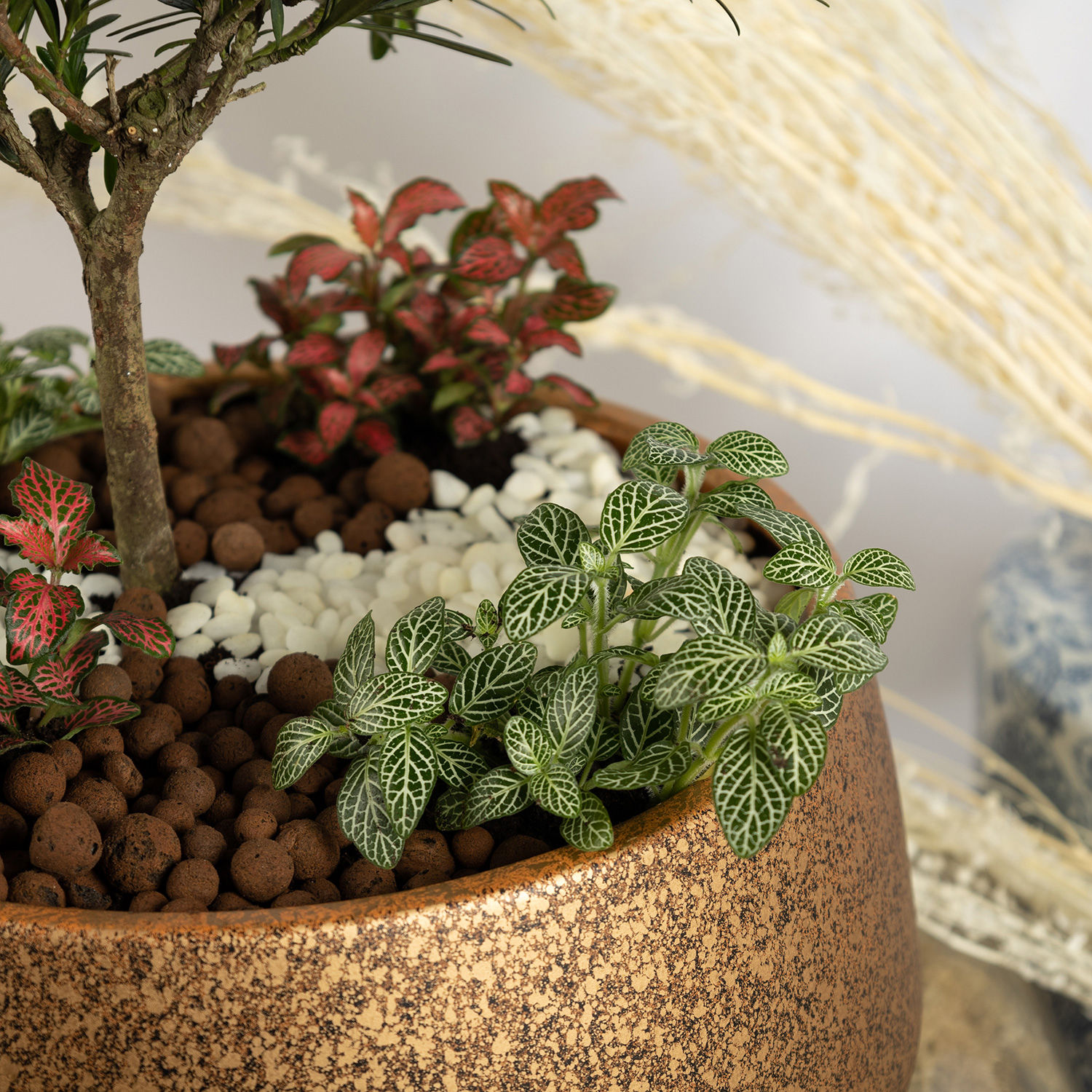 Pine Bonsai Dish Garden Delivery in Singapore FNP SG