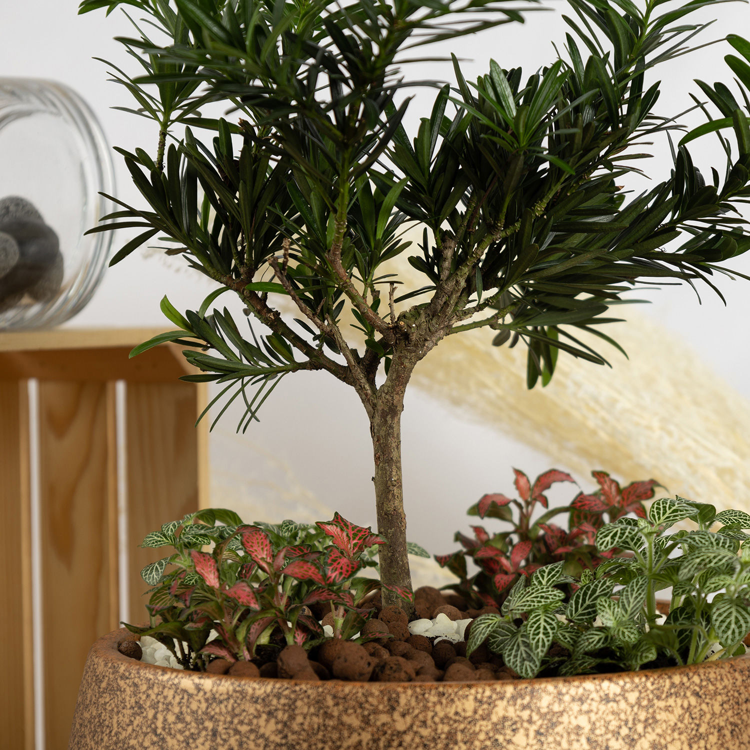 Pine Bonsai Dish Garden Delivery in Singapore FNP SG