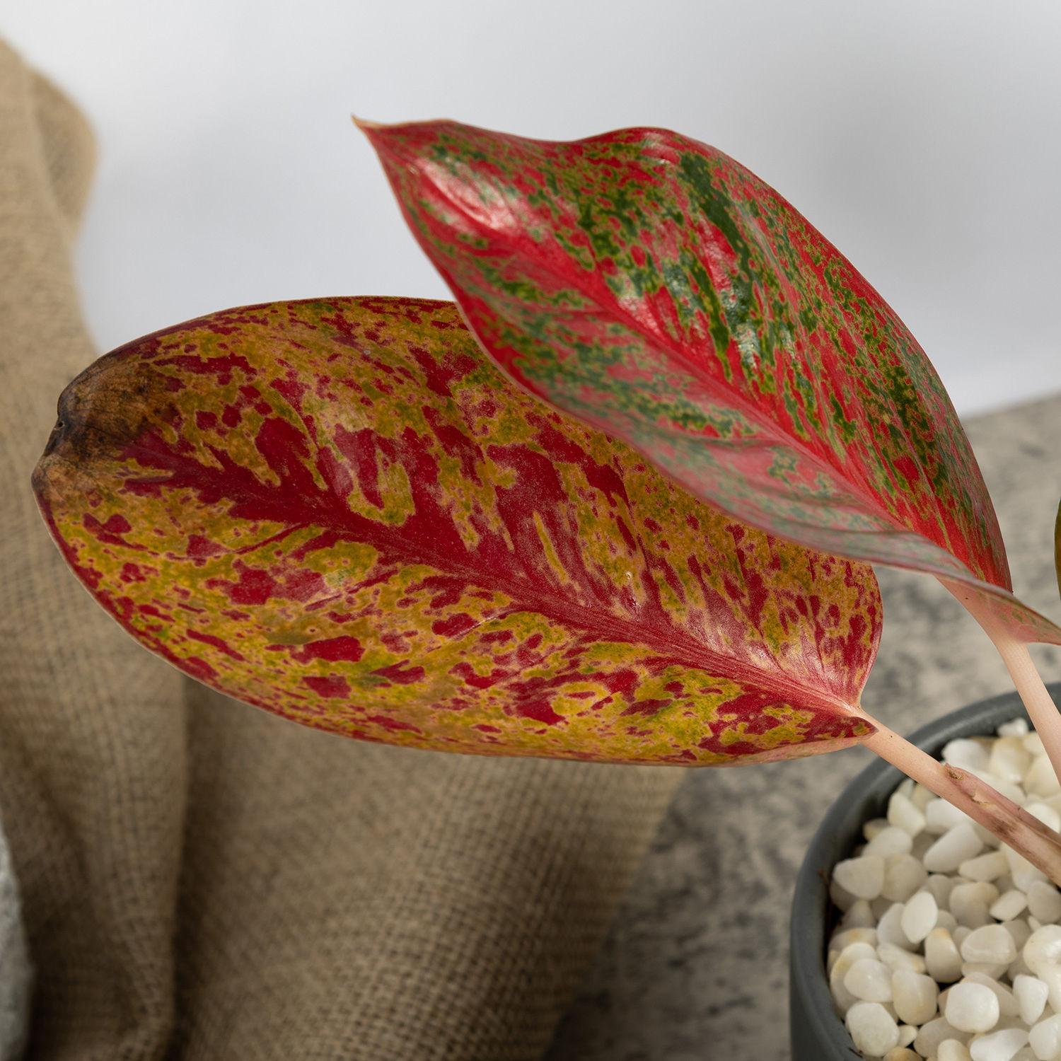 18+ Red Aglaonema Plant Red Aglaonema Plant in Pot Delivery in Singapore - FNP SG