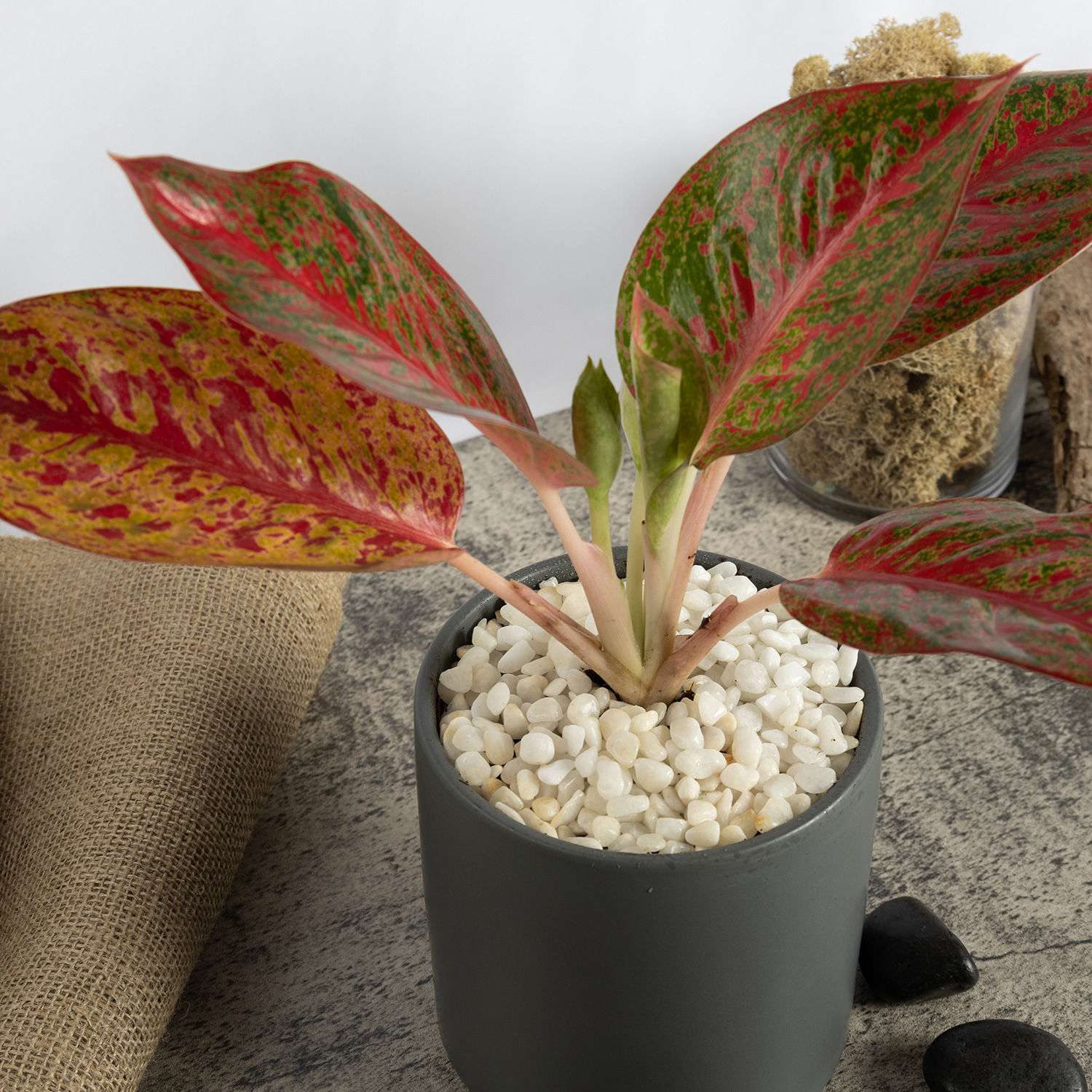 18+ Red Aglaonema Plant Red Aglaonema Plant in Pot Delivery in Singapore - FNP SG