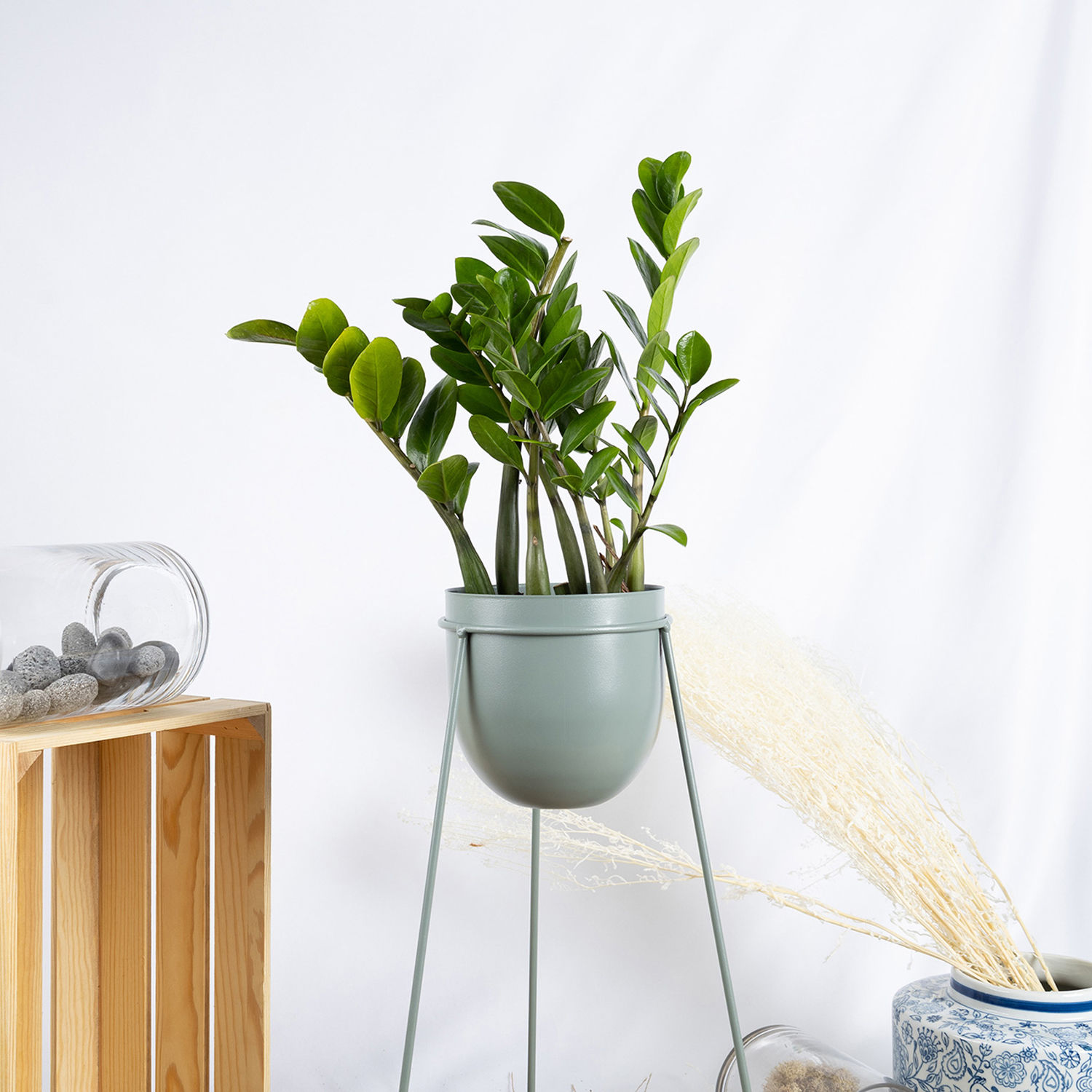 ZZ Plant Stand Delivery in Singapore FNP SG