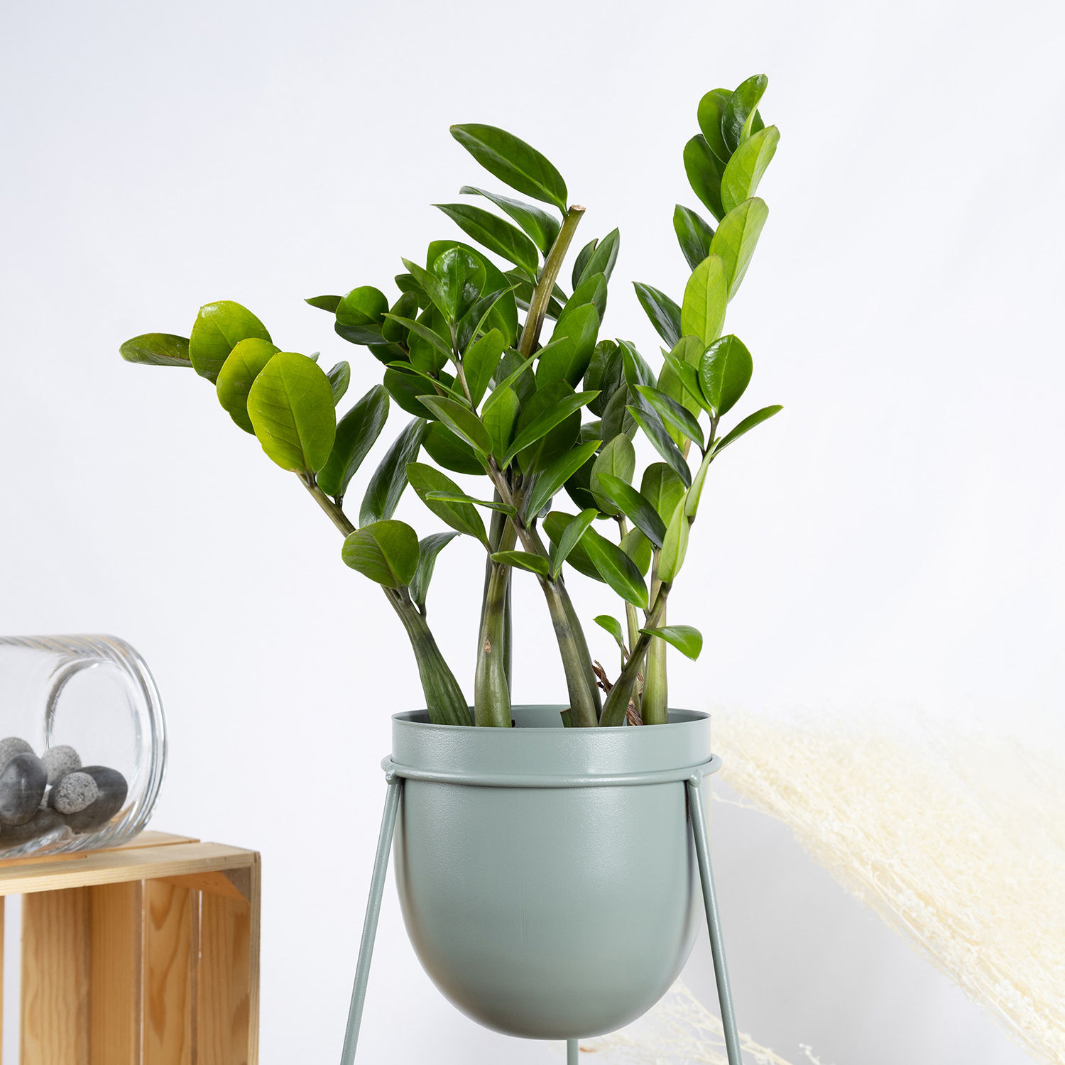 ZZ Plant Stand Delivery in Singapore FNP SG