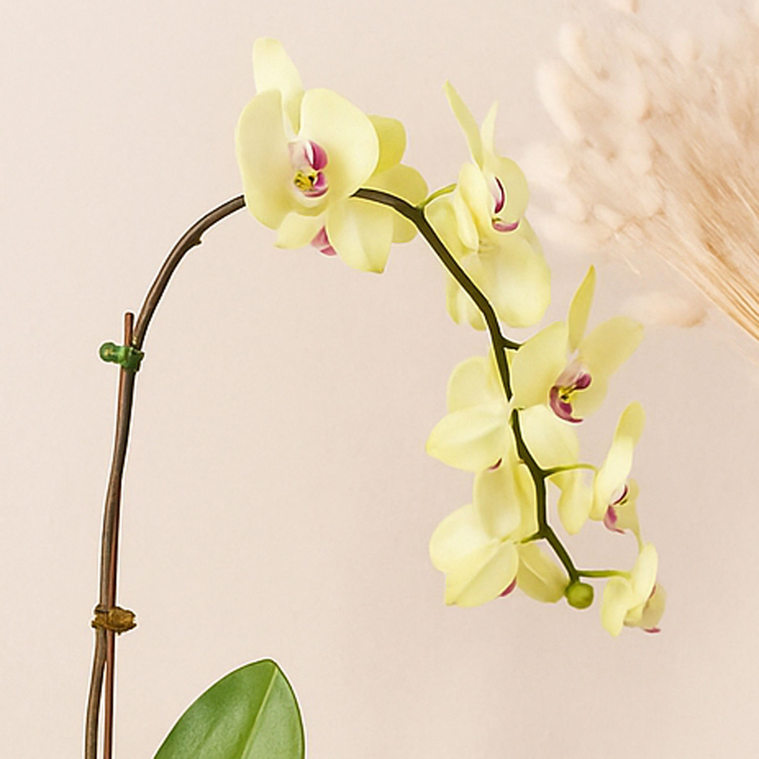Mesmerizing Orchid Plants in Designer Base Delivery in Singapore FNP SG