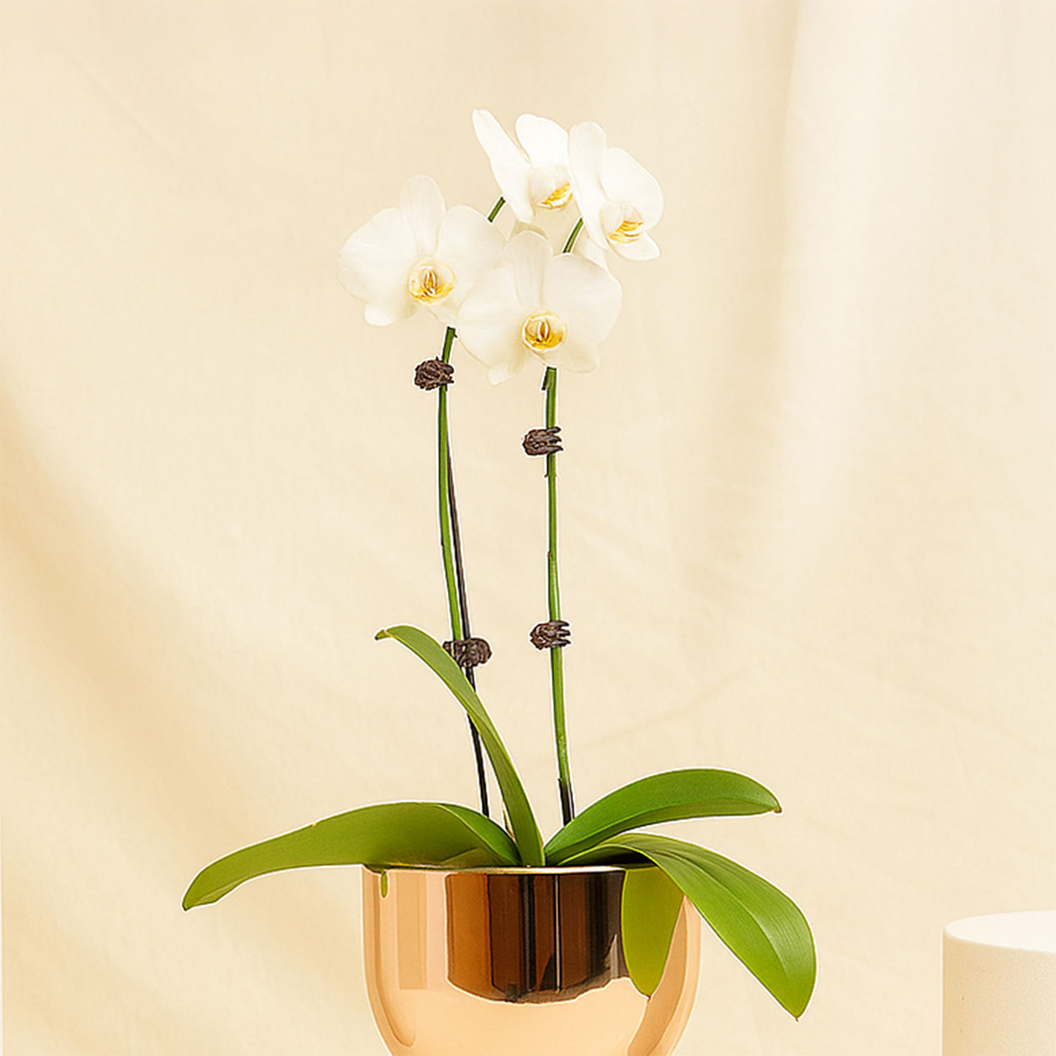 White Orchid plant in Premium Golden Metal Pot Delivery in Singapore ...